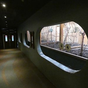 Koala indoor viewing area