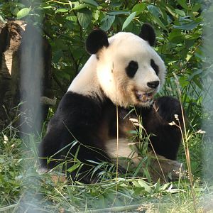 Giant panda