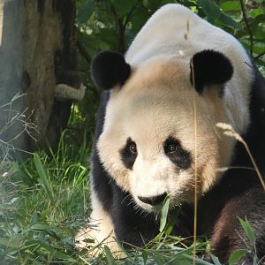 Giant panda male