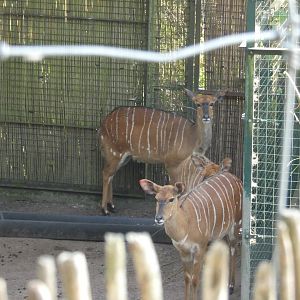 Nyala