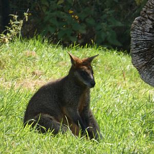 Swamp wallaby