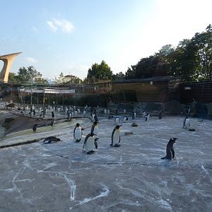 Penguins