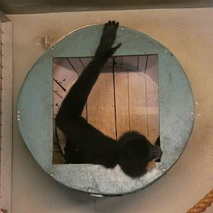 Golden-cheeked gibbon enclosure