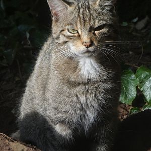 Scottish wildcat