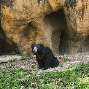 Zoo Miami (2023) - Sloth Bear