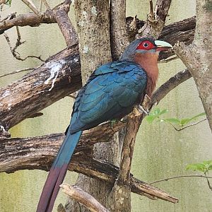 Zoo Miami (2023) - Chestnut-breasted Malkoha