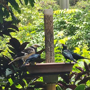 Zoo Miami (2023) - Starlings feeding