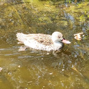 Zoo Miami (2023) - Cape Teal