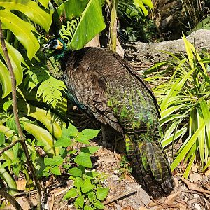 Zoo Miami (2023) - Green Peafowl