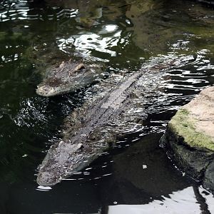 Siamese Crocodile Pair at Crocodiles of the World 14/07/2023