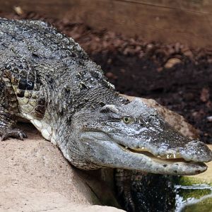 Siamese Crocodile at Crocodiles of the World 14/07/2023