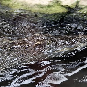 Siamese Crocodile at Crocodiles of the World 14/07/2023