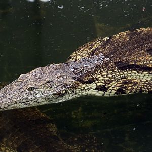 Nile Crocodile at Crocodiles of the World 14/07/2023
