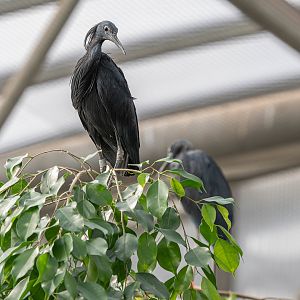 Black heron (Egretta ardesiaca)