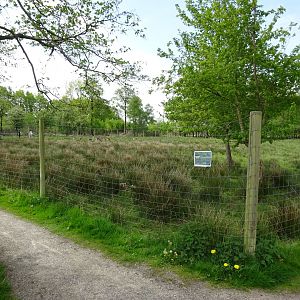 Holsted Anlæg - Fallow deer exhibit
