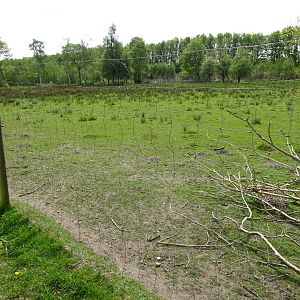 Holsted Anlæg - Fallow deer exhibit