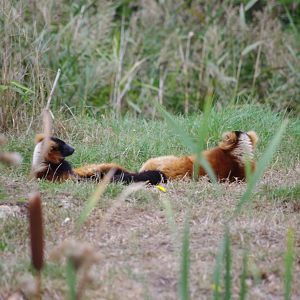 Red-ruffed Lemurs- 1/10/2023