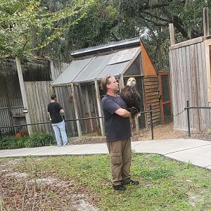 Moccasin Lake (Tampa Bay Raptor Center - 2022) - Bald Eagle demonstration