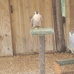 Moccasin Lake (Tampa Bay Raptor Center - 2022) - Peregrine Falcon