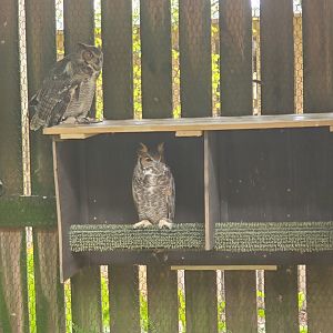 Moccasin Lake (Tampa Bay Raptor Center - 2022) - Great Horned Owls