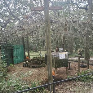 Moccasin Lake (Tampa Bay Raptor Center - 2022) - Red-tailed Hawk exhibit