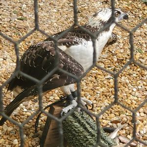Moccasin Lake (Tampa Bay Raptor Center - 2022) - Osprey