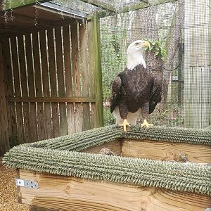 Moccasin Lake (Tampa Bay Raptor Center - 2022) - Bald Eagle
