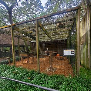 Moccasin Lake (Tampa Bay Raptor Center - 2022) - Bald Eagle exhibit
