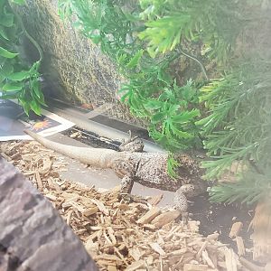 Moccasin Lake (Tampa Bay Raptor Center - 2022) - Common Chuckwalla