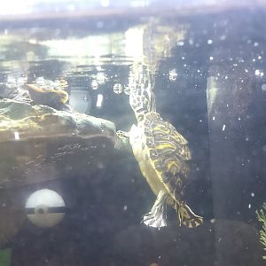 Moccasin Lake (Tampa Bay Raptor Center - 2022) - Florida Cooter