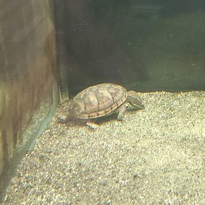Moccasin Lake (Tampa Bay Raptor Center - 2022) - Striped Mud Turtle
