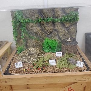 Moccasin Lake (Tampa Bay Raptor Center - 2022) - Venomous snakes of Tampa