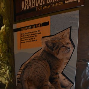 Desert's Edge - Sand cat signage