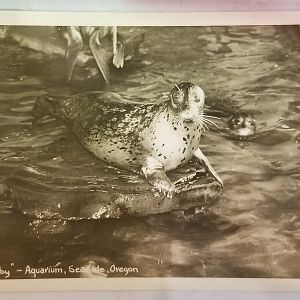 "Tubby" (Harbour seal)