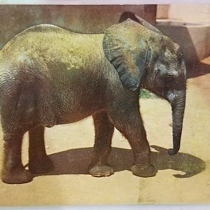 "Petal" (African bush elephant)