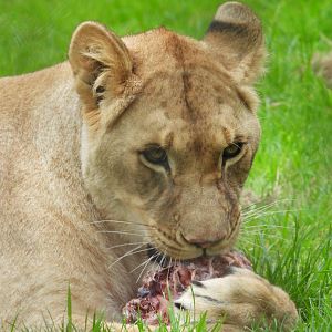 African Lion with lunch- 2nd October 2023