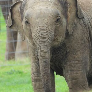 Asian Elephant- 2nd October 2023