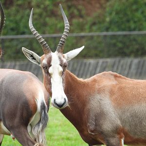 Blesbok- 2nd October 2023