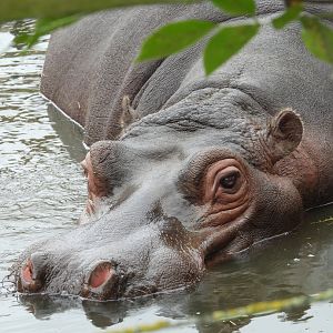 Common Hippo- 2nd October 2023