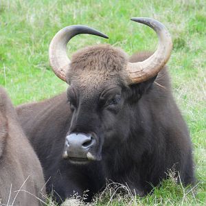 Indian Gaur- 2nd October 2023