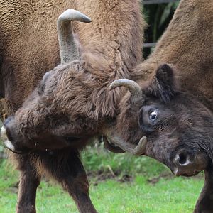 European Bison- 2nd October 2023