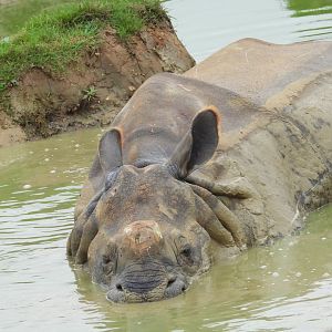 Indian Rhino in pool- 2nd October 2023