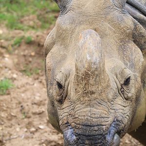 Indian Rhino- 2nd October 2023