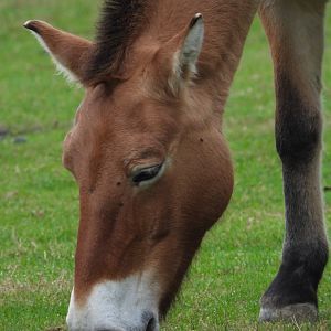 Przewalski's Horse- 2nd October 2023