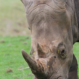 Southern White Rhino- 2nd October 2023