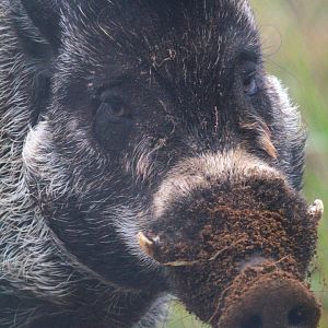 Visayan Warty Pig- 2nd October 2023
