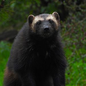 European Wolverine- 2nd October 2023