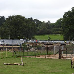 Progress on the new Monkey Forest- Coming 2024