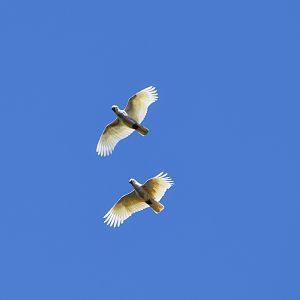 Sulphur-crested Cockatoos