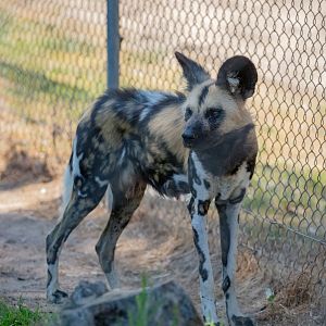 African Wild Dog